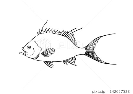 サクラダイの手描き線画イラスト サクラダイの手描き線画イラスト 142637528