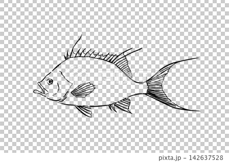 サクラダイの手描き線画イラスト サクラダイの手描き線画イラスト 142637528