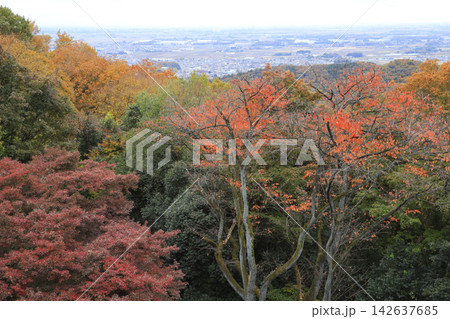 紅葉の太平山 紅葉の太平山 142637685
