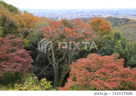 紅葉の太平山 紅葉の太平山 142637686