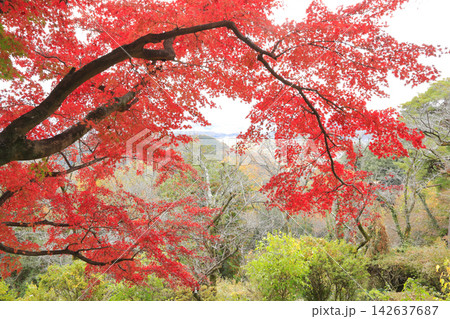 紅葉の太平山 142637687