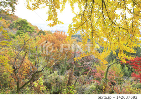紅葉の太平山 142637692