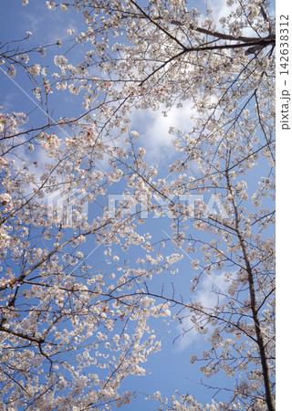 桜 桜 142638312