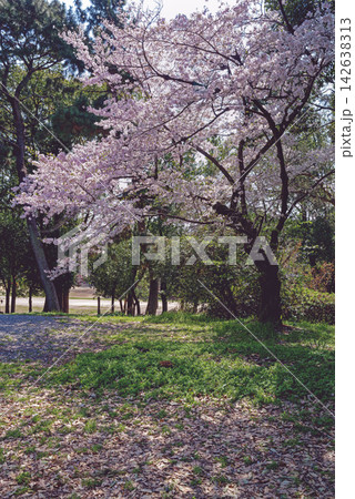 大阪府豊中市服部緑地.・桜 大阪府豊中市服部緑地.・桜 142638313