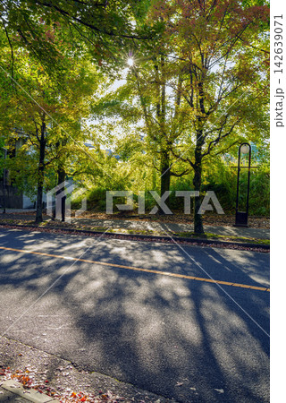 秋・色づき始めた街路樹と早朝の木漏れ日 秋・色づき始めた街路樹と早朝の木漏れ日 142639071