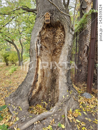Old Hollow Tree with a Small Insect Hotel in an Autumn Garden Old Hollow Tree with a Small Insect Hotel in an Autumn Garden 142639324