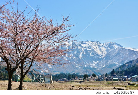 早春の桜咲く南魚沼市田園・残雪の八海山風景 142639587