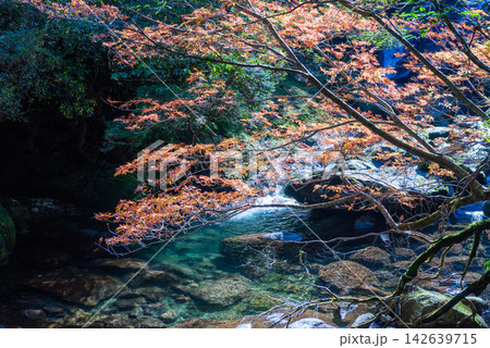 屋久島白谷雲水峡の冬　遅い紅葉 142639715