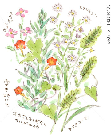 エノコログサ – 草花や暮らしの手描きイラストやデザイン素材