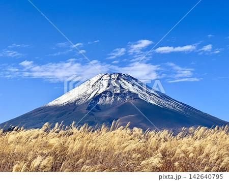 ススキ野原から見る富士山 ススキ野原から見る富士山 142640795