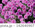 菊の花 142640907