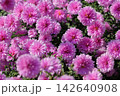 菊の花 142640908