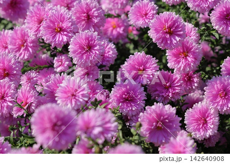 菊の花 菊の花 142640908