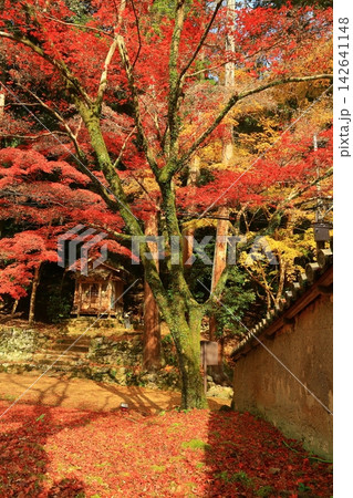 紅葉に包まれた圓教寺大黒堂(兵庫県姫路市) 紅葉に包まれた圓教寺大黒堂(兵庫県姫路市) 142641148