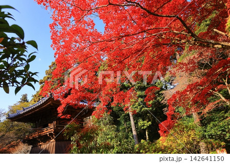 紅葉に包まれた圓教寺鐘楼(兵庫県姫路市) 紅葉に包まれた圓教寺鐘楼(兵庫県姫路市) 142641150