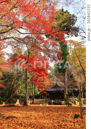 紅葉に包まれた圓教寺(兵庫県姫路市)金剛堂 紅葉に包まれた圓教寺(兵庫県姫路市)金剛堂 142641152
