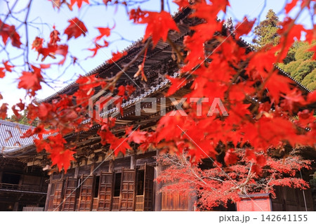 紅葉に包まれた圓教寺（兵庫県姫路市）大講堂 142641155
