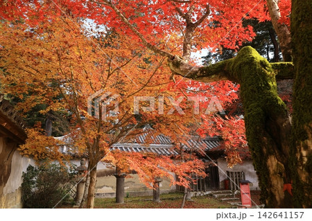 紅葉に包まれた圓教寺（兵庫県姫路市）本多家廟所 142641157