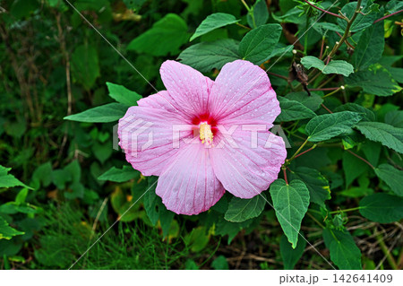 ピンク色のアメリカフヨウの花(秋、九月) ピンク色のアメリカフヨウの花(秋、九月) 142641409