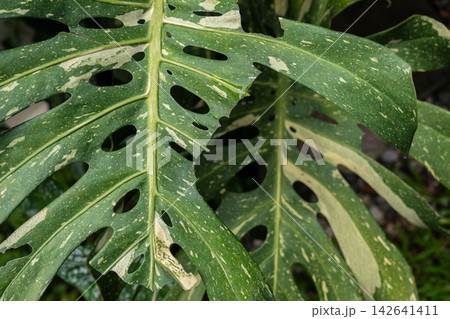 Close up of variegated Monstera plant leaf having damaged from pests eating. Close up of variegated Monstera plant leaf having damaged from pests eating. 142641411