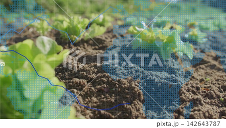 Displaying central soil ridge with lettuce seedlings in garden bed, showing blue data overlay Displaying central soil ridge with lettuce seedlings in garden bed, showing blue data overlay 142643787