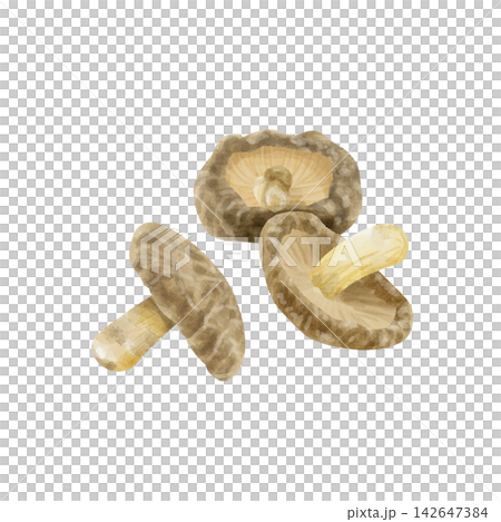 Watercolor-painted dried shiitake mushrooms - an ingredient for dashi stock. Watercolor-painted dried shiitake mushrooms - an ingredient for dashi stock. 142647384