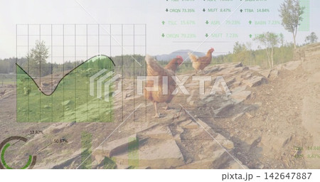 Walking single brown hen navigating rural rocky trail, showing green chart overlays Walking single brown hen navigating rural rocky trail, showing green chart overlays 142647887