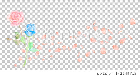 美麗的粉紅色和藍色玫瑰水彩插畫。 美麗的粉紅色和藍色玫瑰水彩插畫。 142649715