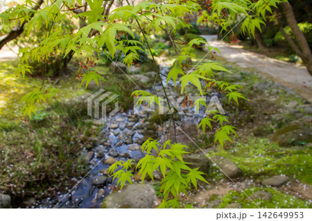 春、桜散る小川のほとりの花咲くモミジ(長府庭園) 春、桜散る小川のほとりの花咲くモミジ(長府庭園) 142649953