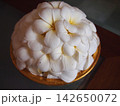 プルメリア 142650072
