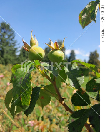 Rose Hip Berry Close Up Among Green Leaves in Summer Garden Rose Hip Berry Close Up Among Green Leaves in Summer Garden 142650133