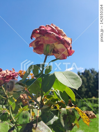 Wilted Pink Rose Blossom Close-Up in Summer Garden Sunlight 142650164