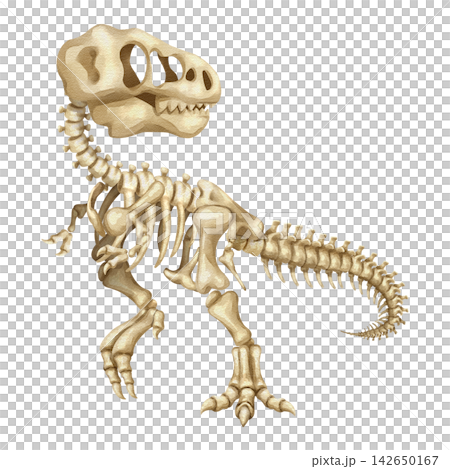 Watercolor t-rex dinosaur skeleton isolated PNG illustration, featuring a hand-drawn prehistoric tyrannosaurus fossil bones structure on a transparent background. Watercolor t-rex dinosaur skeleton isolated PNG illustration, featuring a hand-drawn prehistoric tyrannosaurus fossil bones structure on a transparent background. 142650167