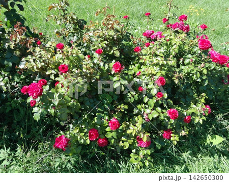 Close-Up of Blooming Rose Flower on the Bush in Summer Garden 142650300