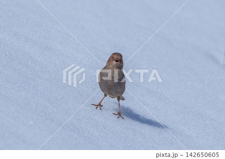 雪原でさえずる可愛いカヤクグリ 初夏の野生動物と美しい自然 雪原でさえずる可愛いカヤクグリ 初夏の野生動物と美しい自然 142650605