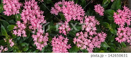 華やかに咲くピンク色のペンタスの花 華やかに咲くピンク色のペンタスの花 142650631