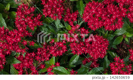 鮮やかな赤いペンタスの花畑・ガーデニング 鮮やかな赤いペンタスの花畑・ガーデニング 142650659