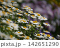 春の花壇に咲くマーガレットの白い花 142651290