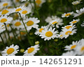 春の花壇に咲くマーガレットの白い花 142651291