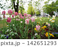 チューリップが咲き誇る北海道の公園 142651293