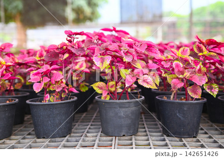 coleus in pot, red and pink leaves of the coleus plant, Plectranthus scutellarioides 142651426