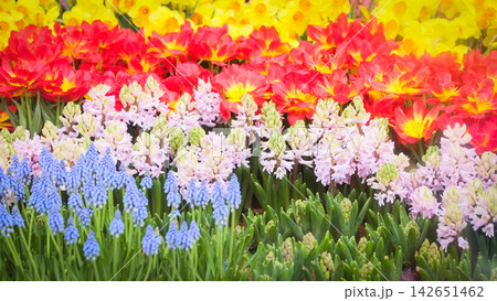 Colorful Tulips flower decoration in the garden - Beautiful tulips field blooming spring floral background Colorful Tulips flower decoration in the garden - Beautiful tulips field blooming spring floral background 142651462