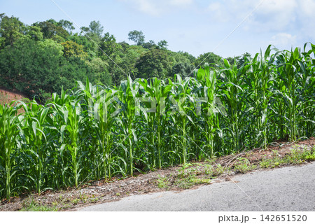 corn field in mountain - green corn plantation agriculture Asia corn field in mountain - green corn plantation agriculture Asia 142651520