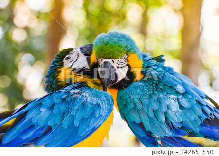 Couple birds on branch tree in the nature / yellow and blue wing macaw birds parrot ara ararauna Couple birds on branch tree in the nature / yellow and blue wing macaw birds parrot ara ararauna 142651550