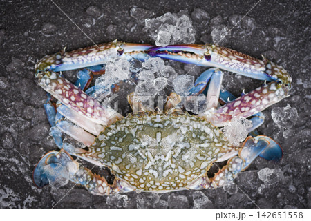 Seafood crab on ice - Fresh raw Blue Swimming Crab ocean gourmet with ice on dark background in the restaurant 142651558