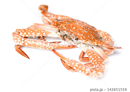 Crab isolated on white background - Seafood shellfish steamed blue swimming crab Crab isolated on white background - Seafood shellfish steamed blue swimming crab 142651559