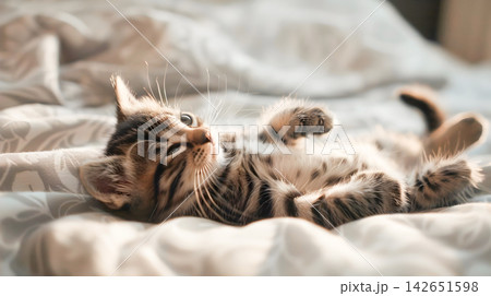 Cute kitten resting peacefully on a soft plush mattress in a calm serene home setting  The young feline appears comfortable and content curled up and napping in a state of tranquil relaxation 142651598