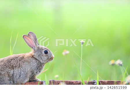 Cute rabbit sitting on brick and green field spring meadow Cute rabbit sitting on brick and green field spring meadow 142651599