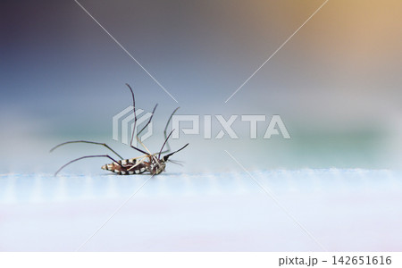 Dead mosquitoes on floor - common house Mosquito repellent concept 142651616