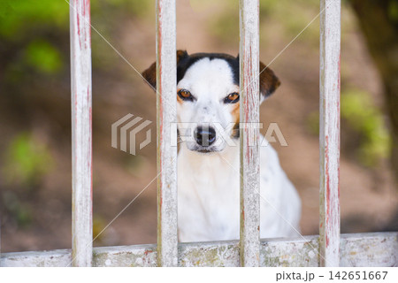 dog in fence - sad dog animal pet dog in fence - sad dog animal pet 142651667